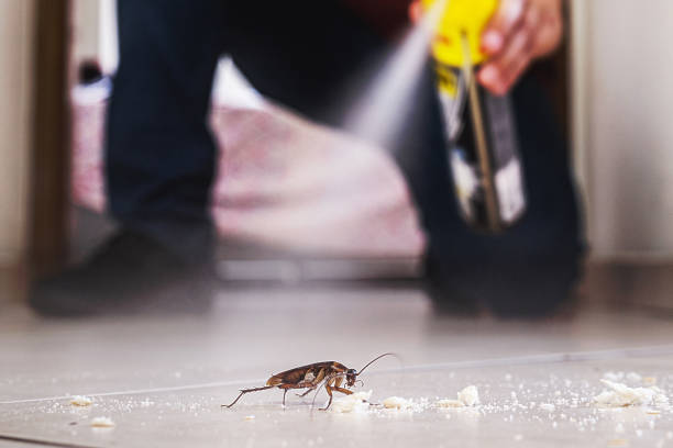 Best Mosquito Control Services  in Tidmore Bend, AL