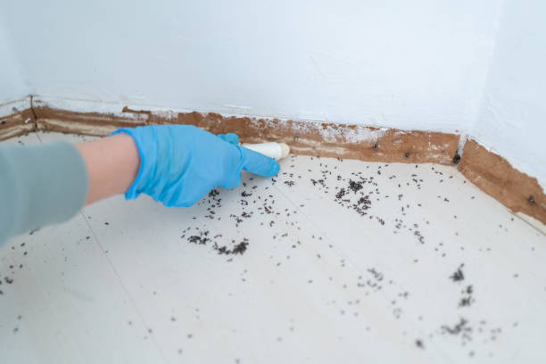 Best Best Pest Control Companies  in Tidmore Bend, AL